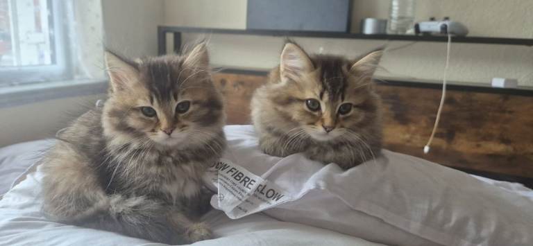 2 British Longhair male kittens looking for their forever homes.