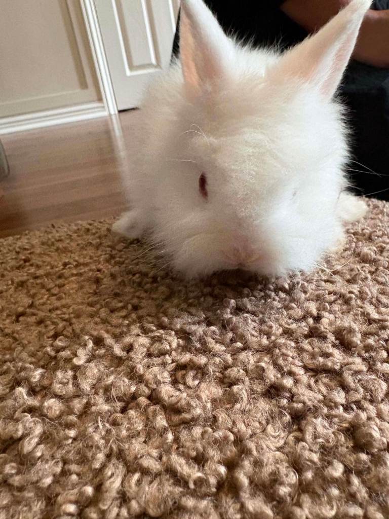 Lionhead  rabbits 