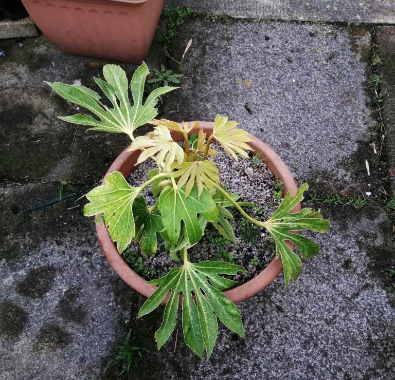 Stunning Variegated Fatsia japonica ‘Spider’s Web’ in Pot