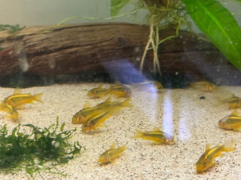 Gold Laser Cory/Corydoras & Shrimp 