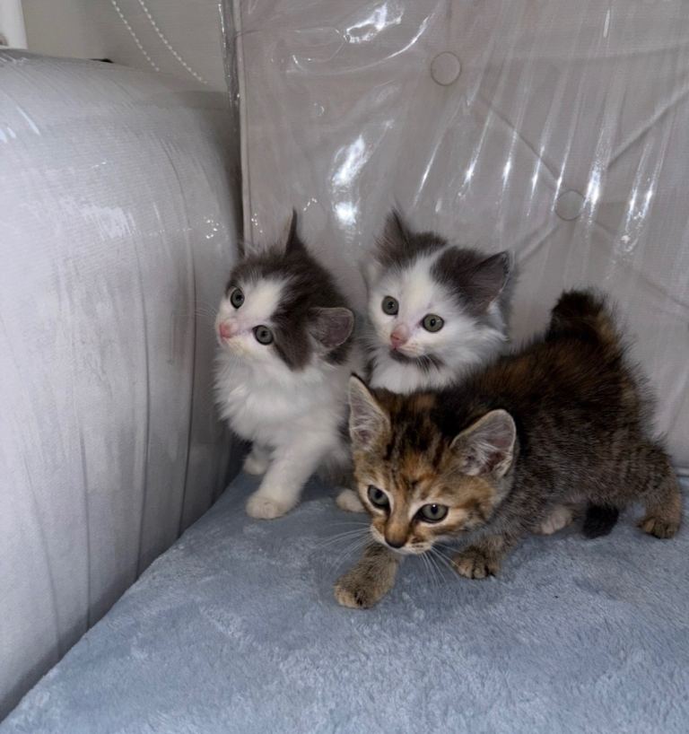 3 beautiful kittens 