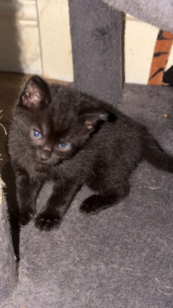 4 Beautiful Kittens Looking for Loving Forever Homes 🐾