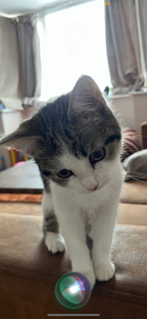 Kitten half Turkish Angora 3 month old (includes play centre and litter box and other essentials) 