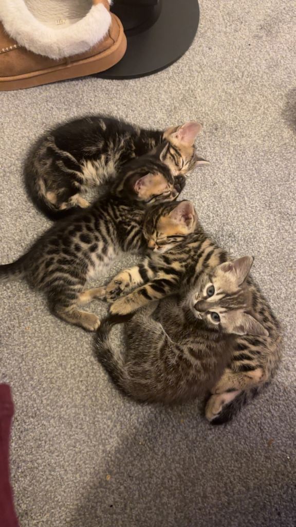 Bengal kittens