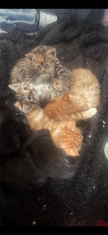 Beautiful kittens for sale