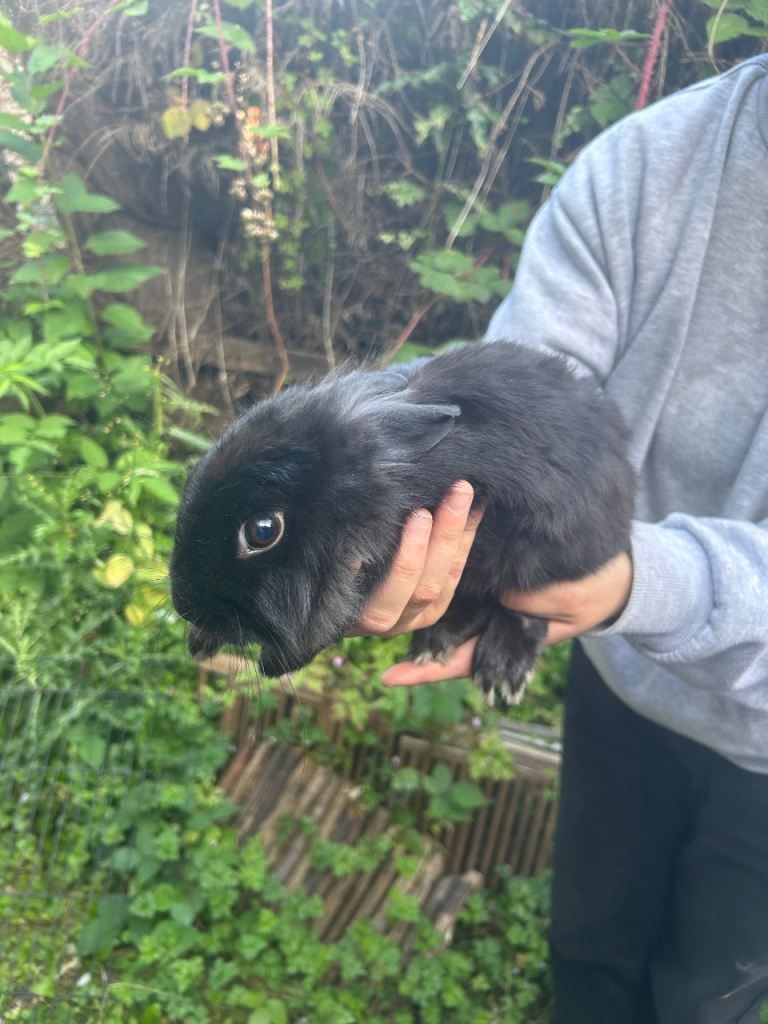2 Bunnies ready for new homes!