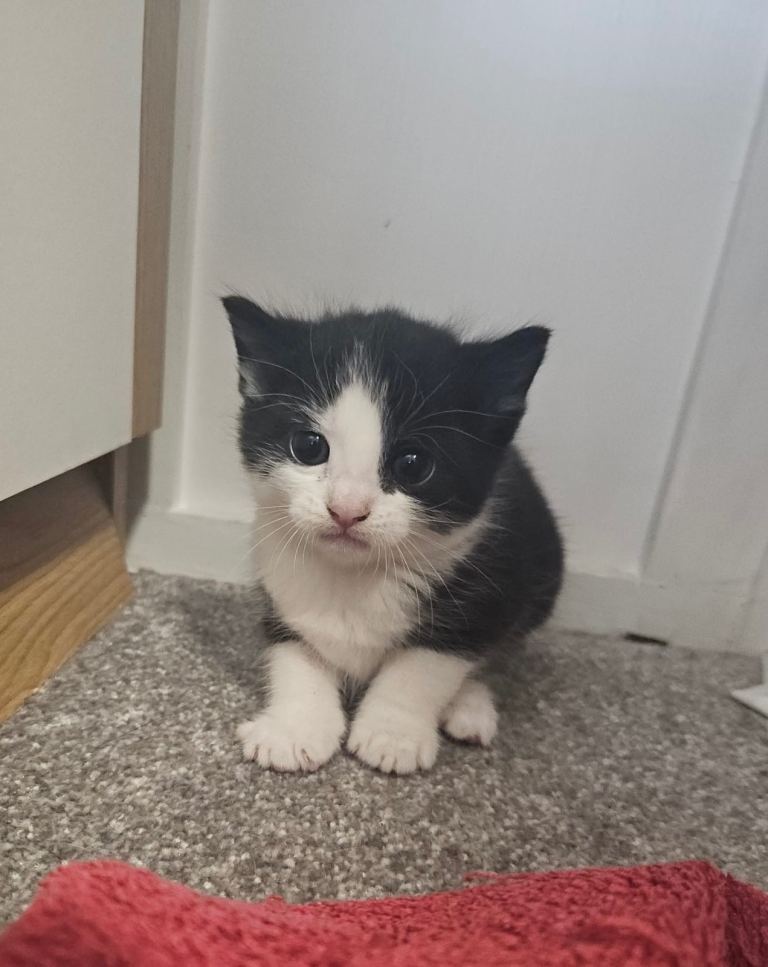 Kittens!
