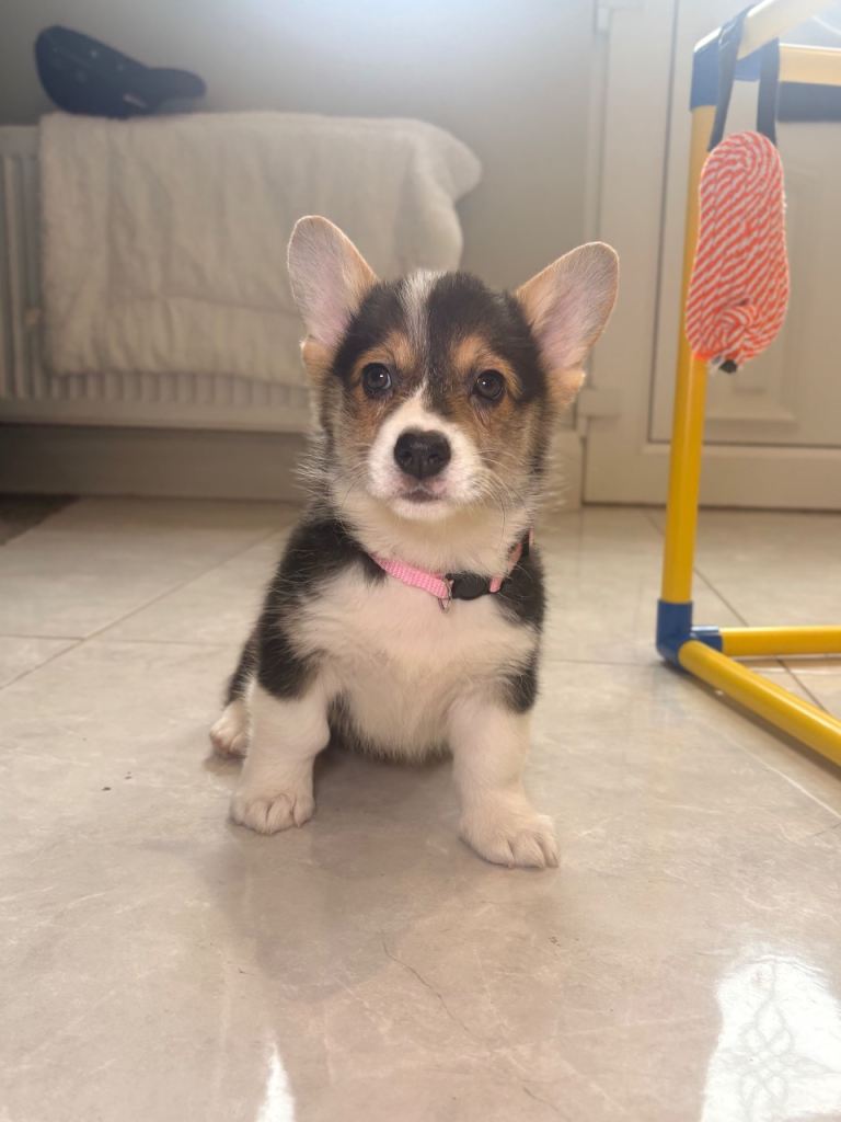 Pembroke Welsh corgis