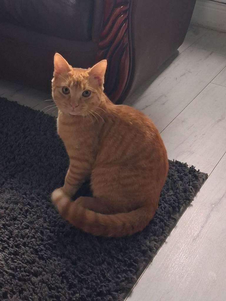 Name: Nemo - Male Ginger Cat. 