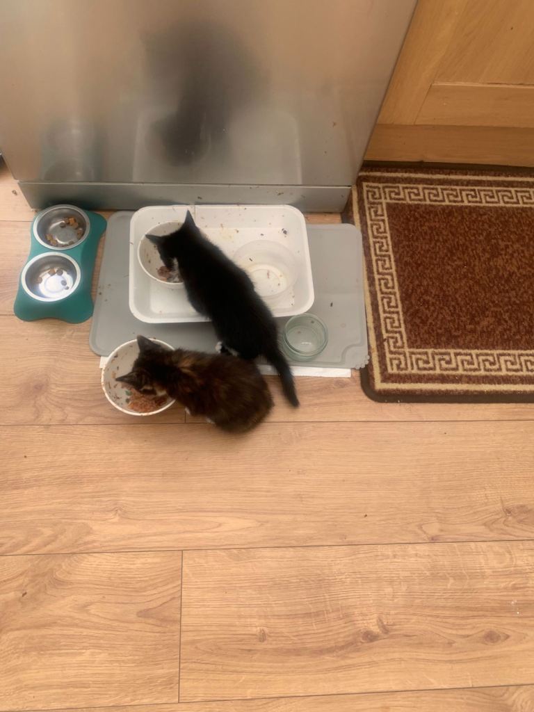 7 week old kitten. They’re playful and energetic!