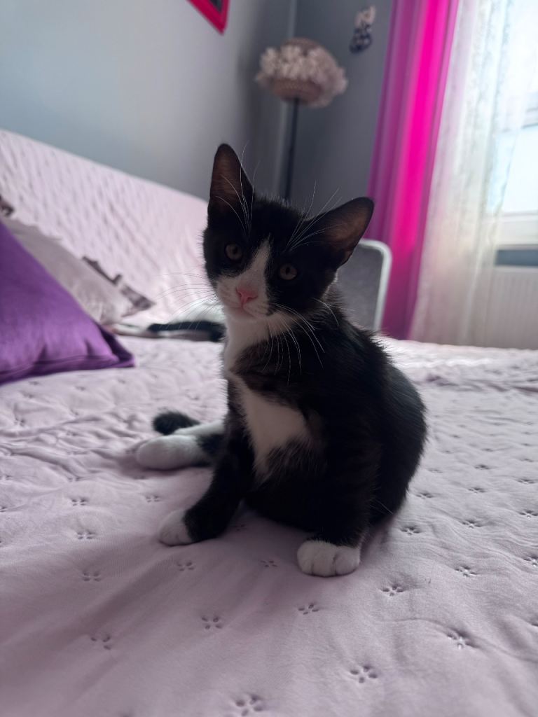 Kittens looking for home