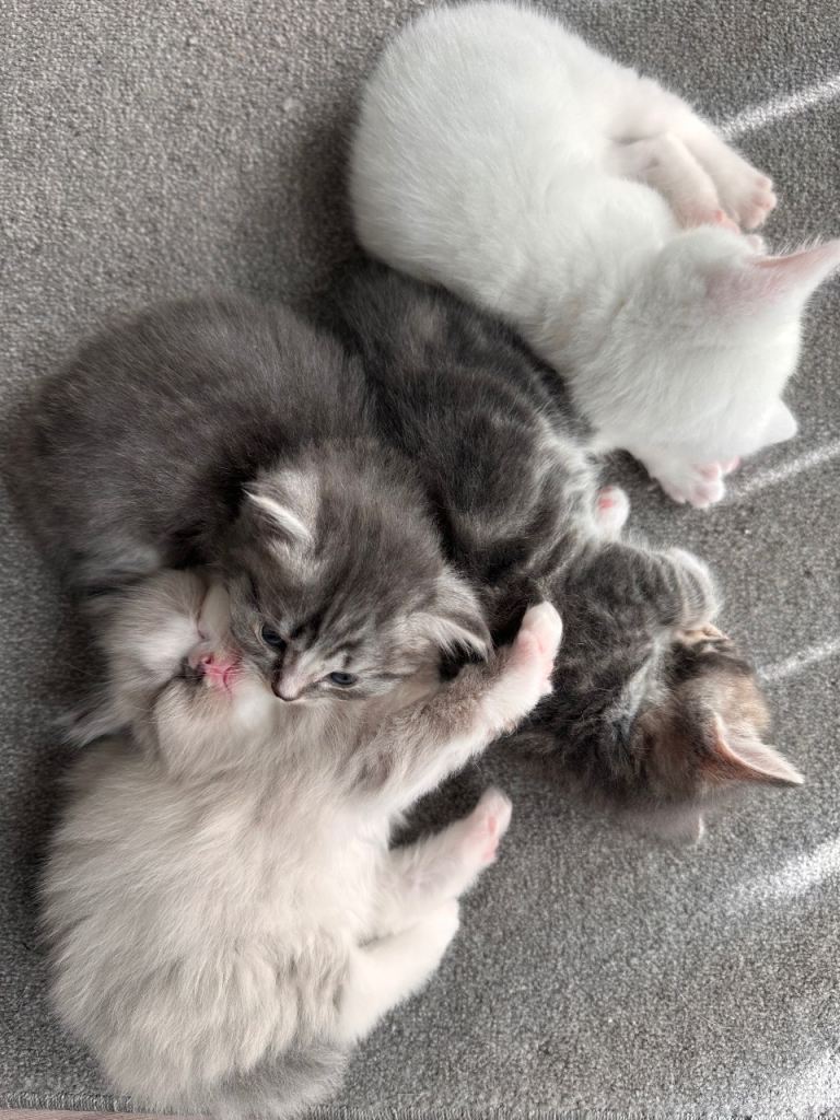 British Shorthair Mix BSH Kittens for Sale - Rare Colours and Beautiful Traits