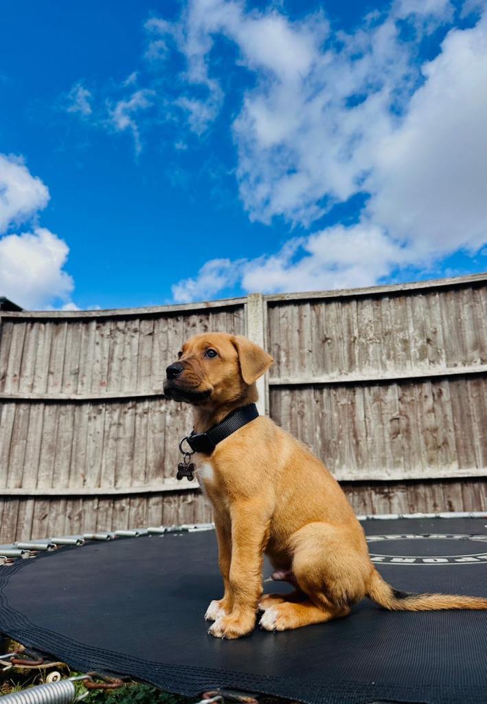5-Month-Old Male Staffy Puppy – Rio – Friendly & Healthy (IG3)