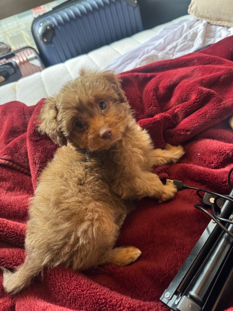 9 week gorgeous Pomapoo puppy 