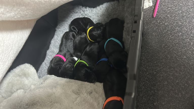 Springador puppies 