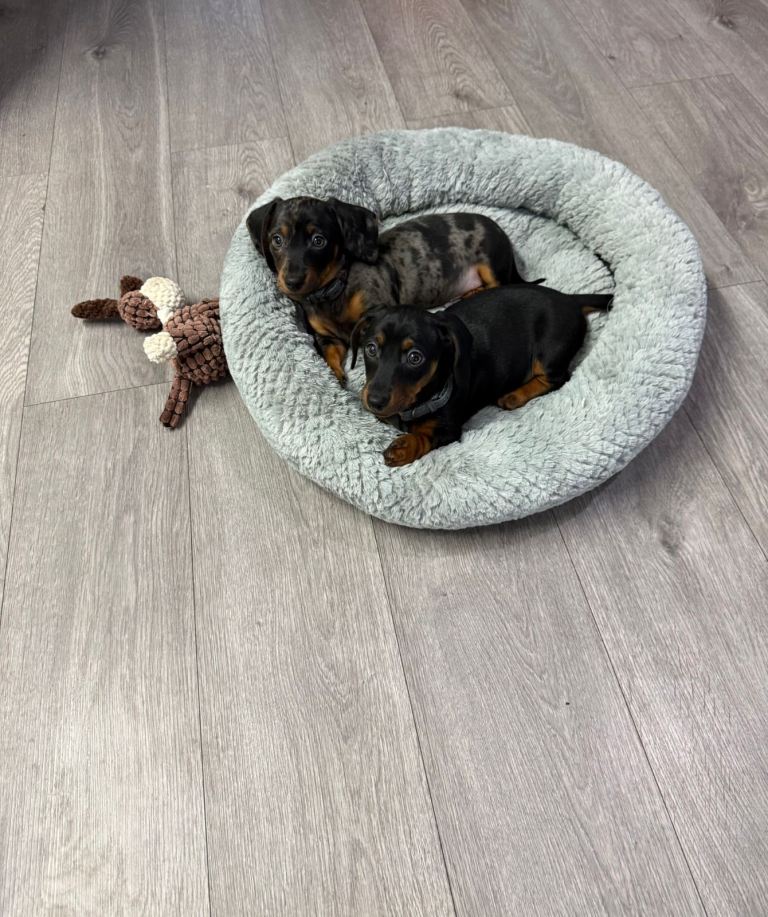 PRA Clear  Miniature Dachshund Puppies 