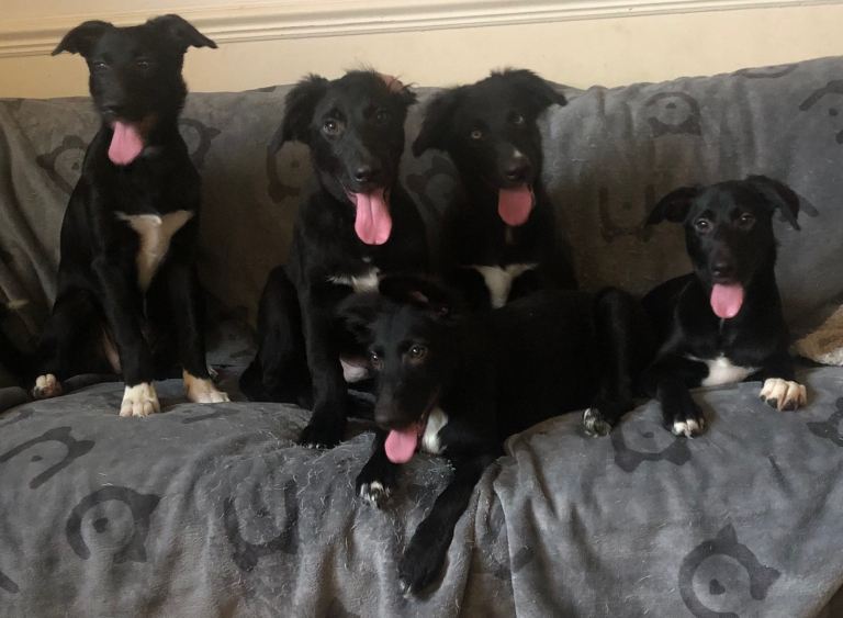 Loving collie pups 13 weeks old