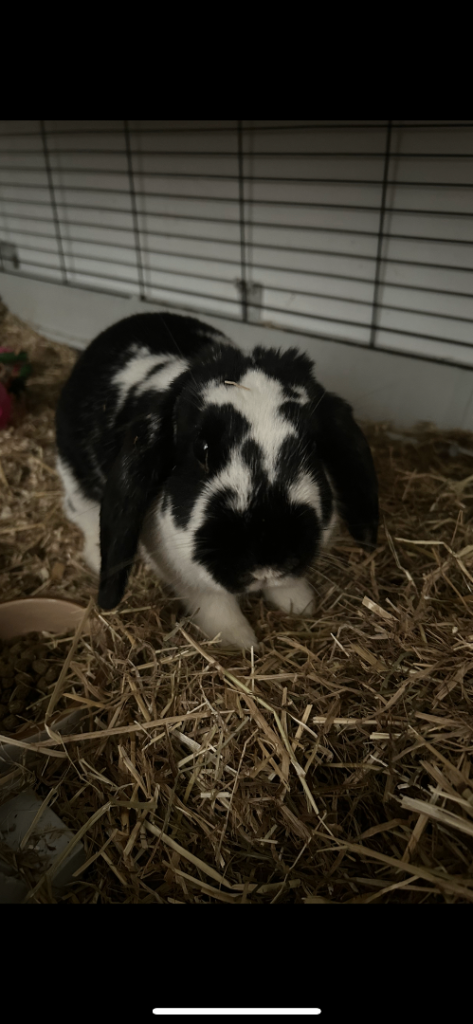  Beautiful Female lop rabbit 