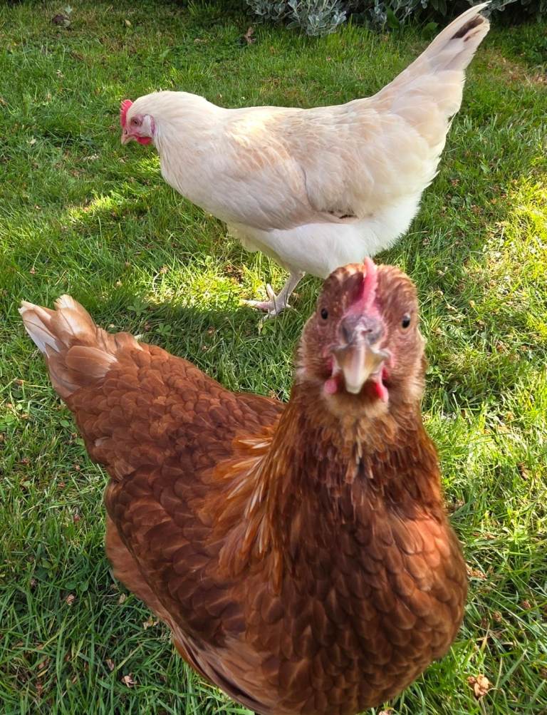 Laying chicken/hen