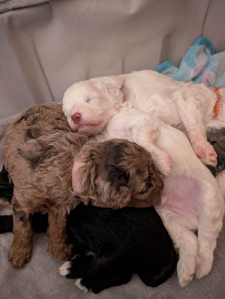 Toy Cavapoo Puppies Ready 13th July 