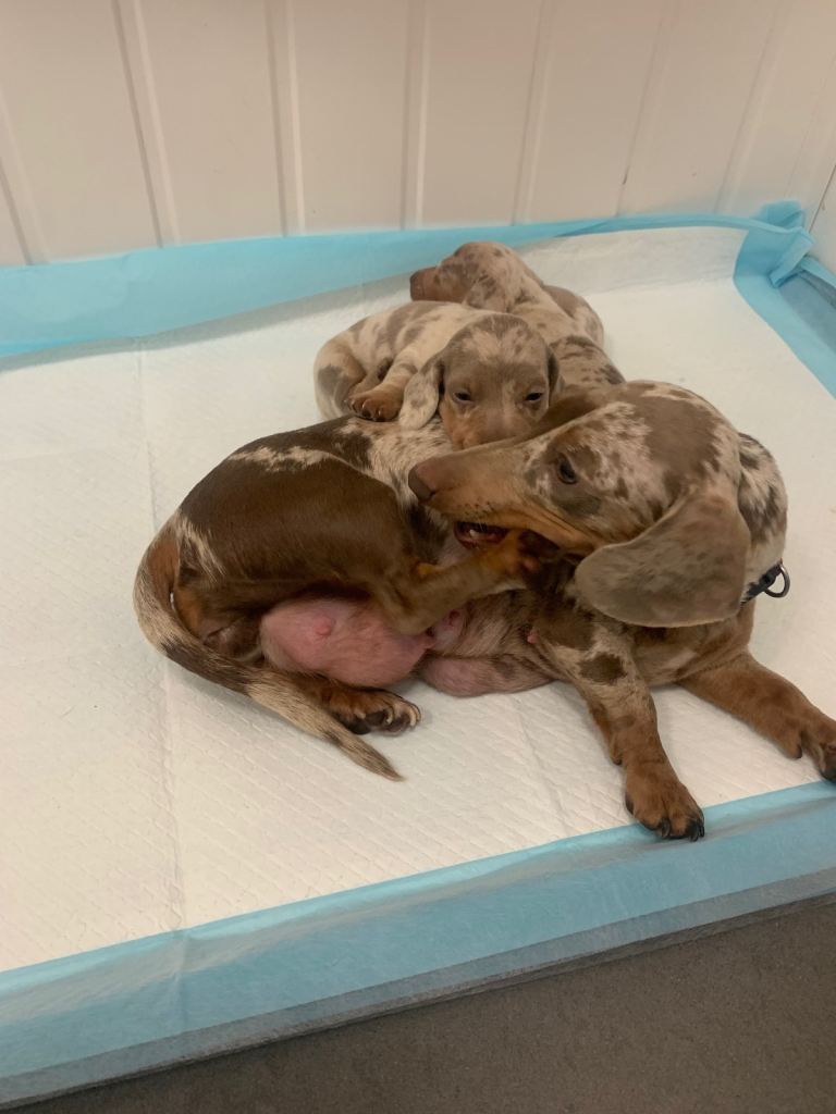 Miniature dachshund puppies