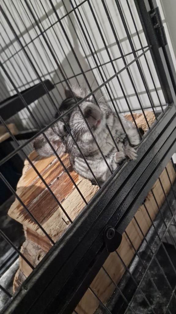 Chinchilla for sale