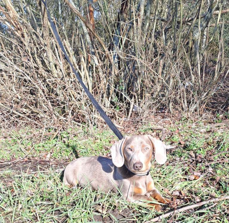Male kc miniature dachshund