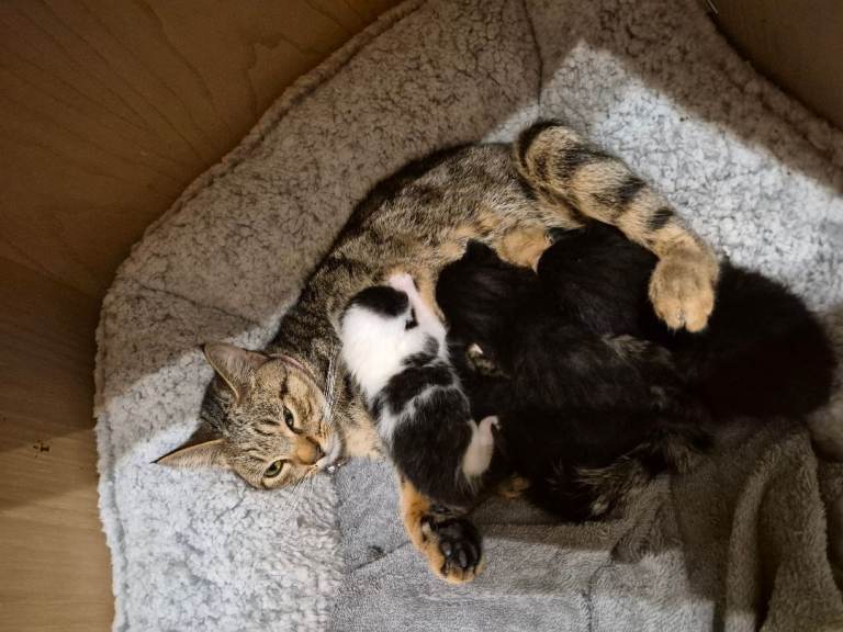 5 beautiful little kittens 