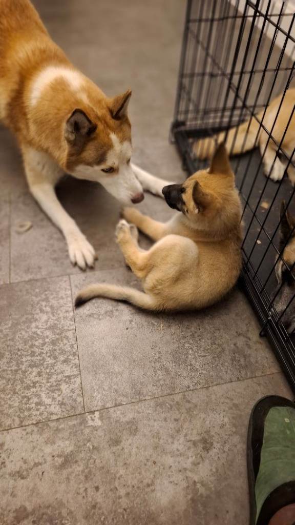 🐾✨1 boy left  BEAUTIFUL HUSKY x BELGIAN MALINOIS PUPPIES ✨🐾