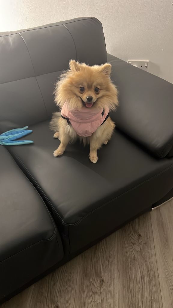Pomeranian 