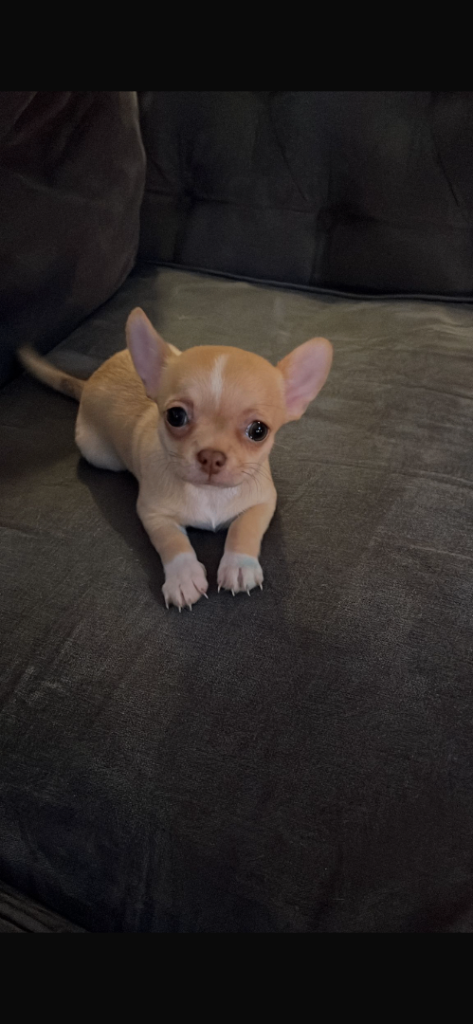Gorgeous Chihuahua pups