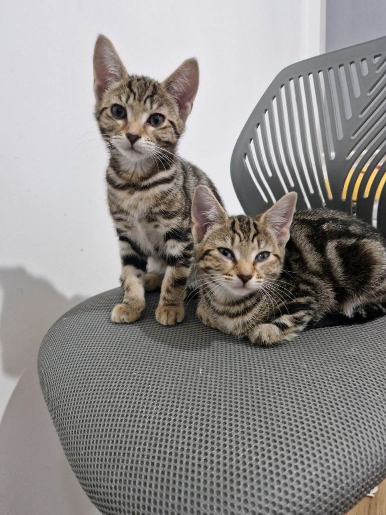 image for Female kittens looking for their forever home