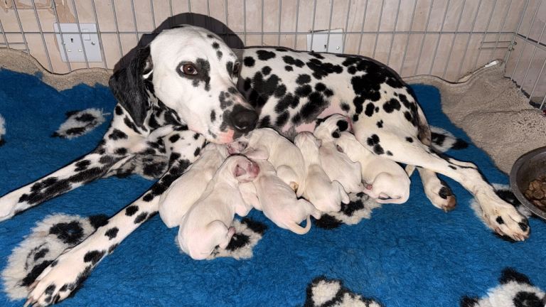 🐾✨KC PEDIGREE DALMATIAN PUPPIES 🐾✨