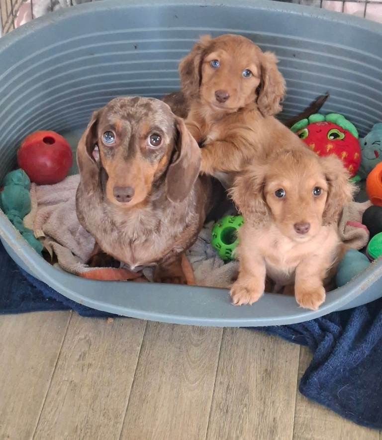 Miniature long haired dachsund puppies