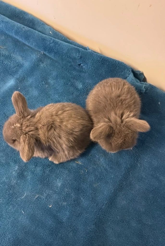 Gorgeous mini lop babies for reserve & adult female to rehome 
