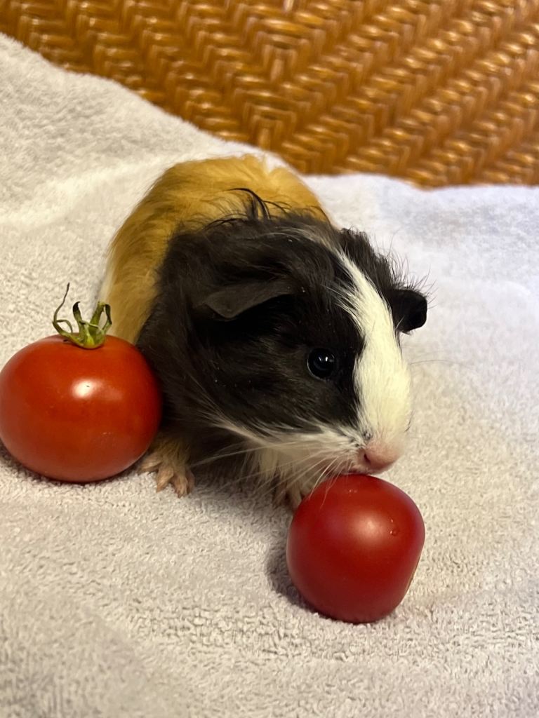 Baby guinea pigs