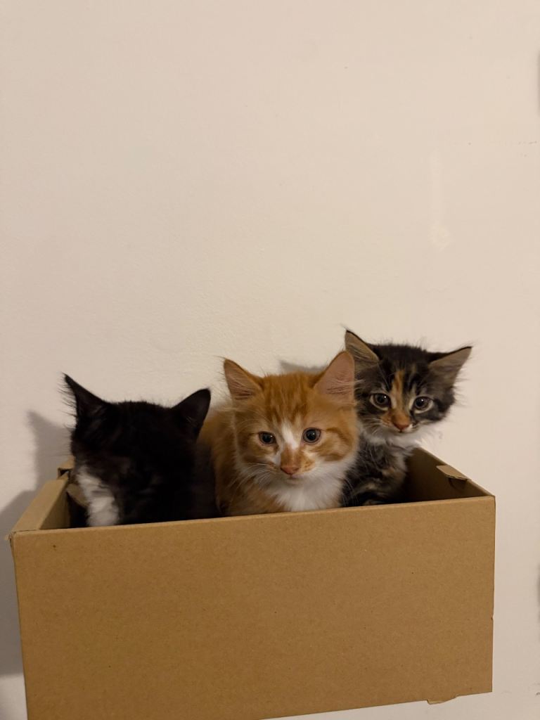 Beautiful Kittens Looking for Loving Homes 🐱❤️