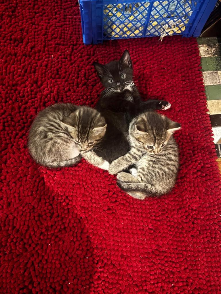 Kittens for sale