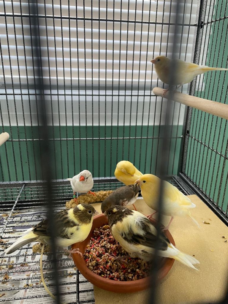 Young canaries 