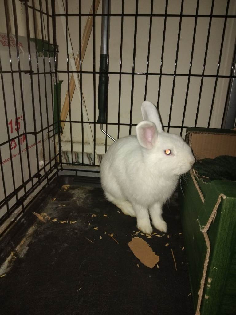White haired Blue eyed rabbit