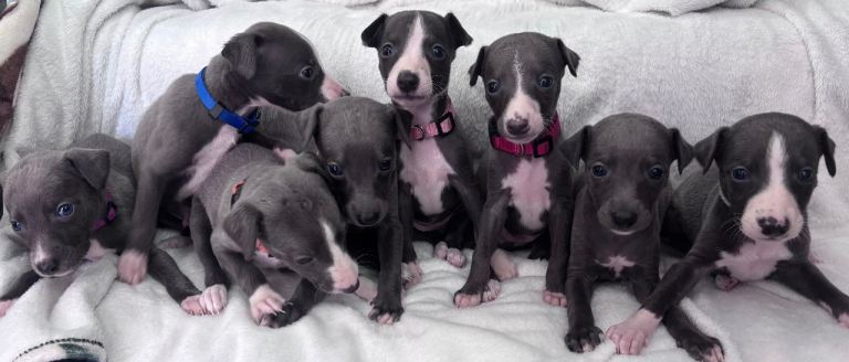 Kc blue whippets