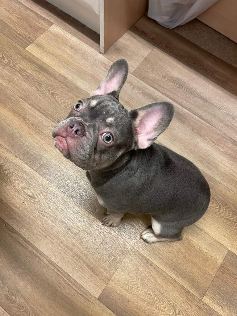 7 month female frenchie 
