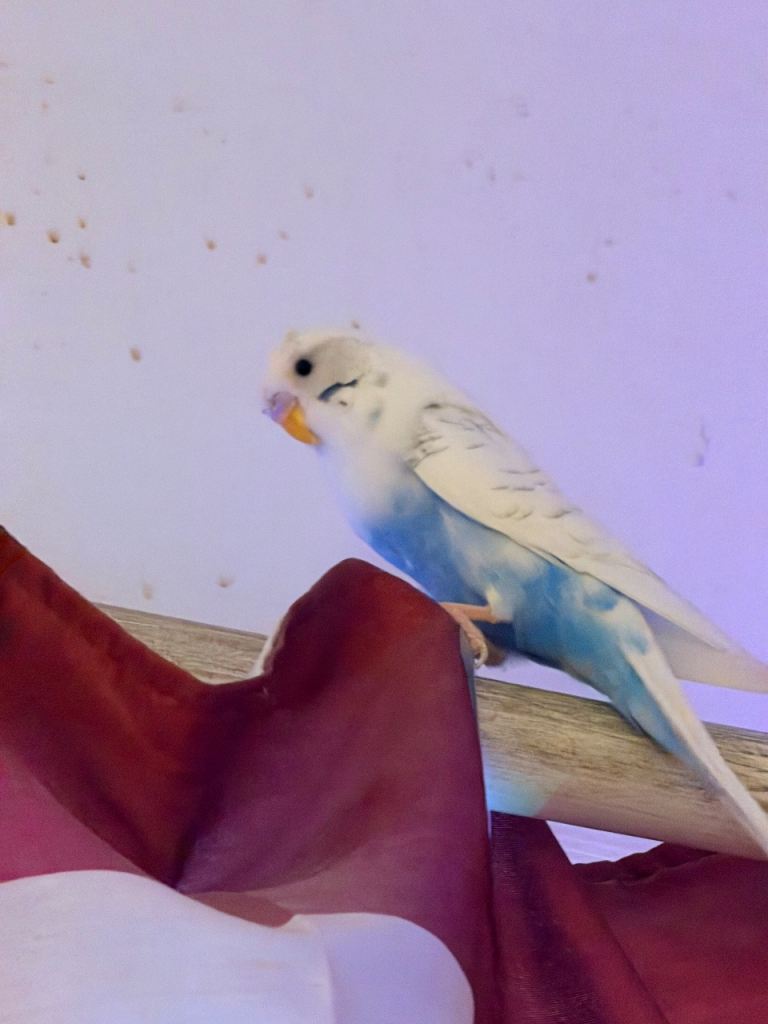 White and light blue Budgie with cage