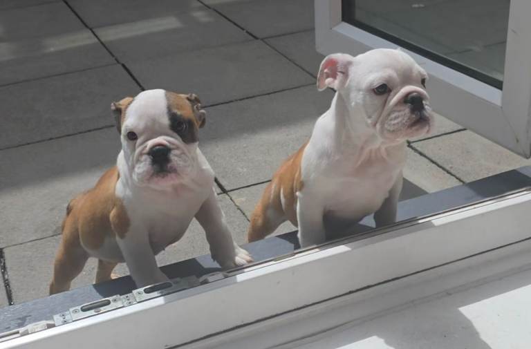 English bulldog puppys 