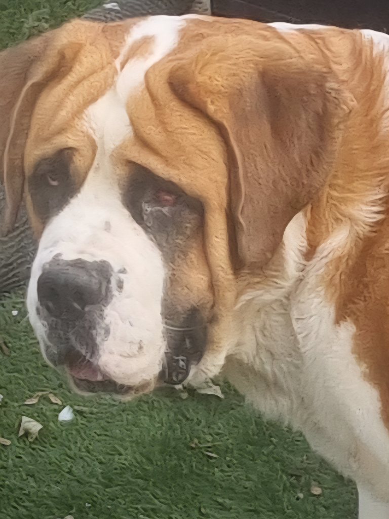 St Bernard boy 