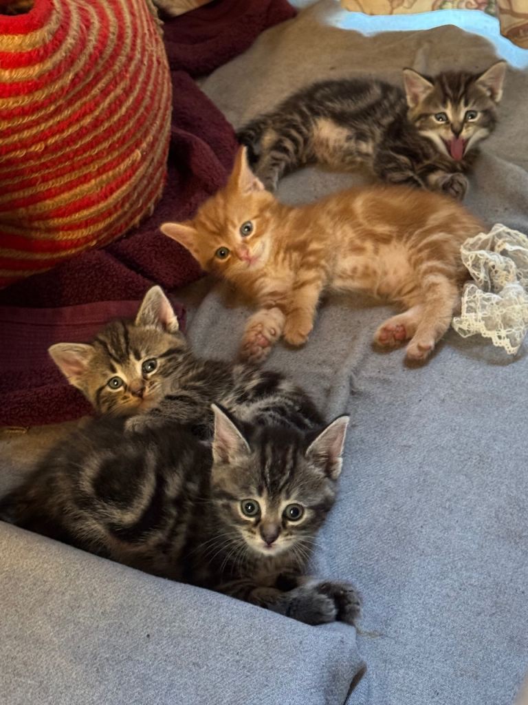 Kittens look for new home 