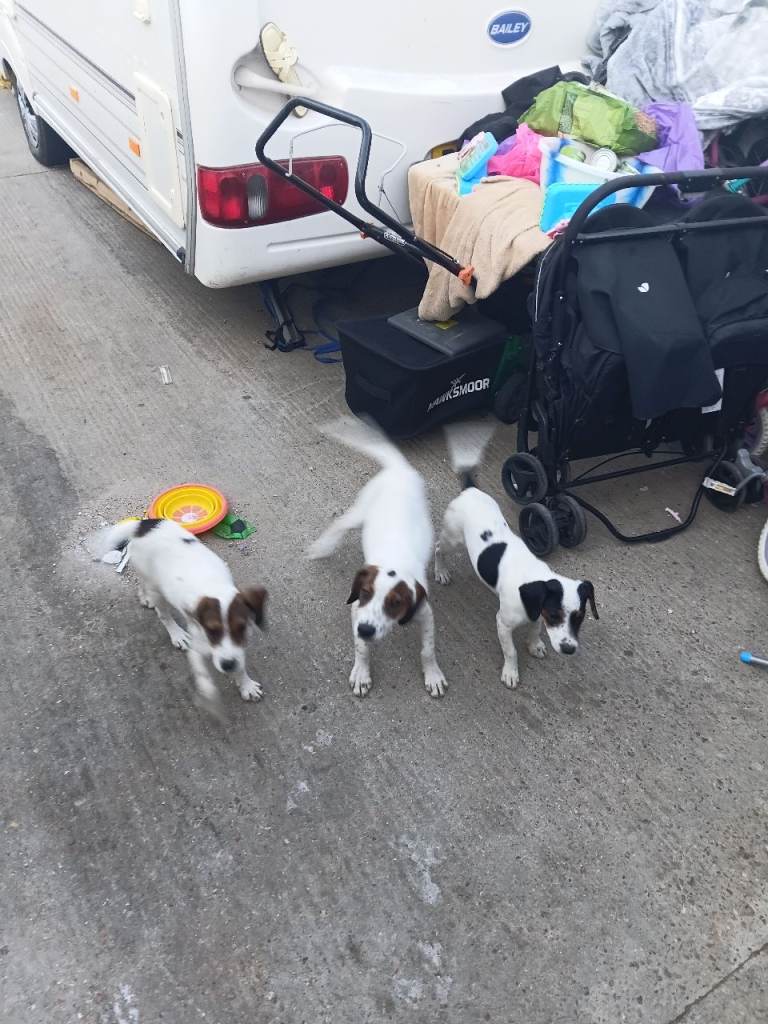 Pups for sale