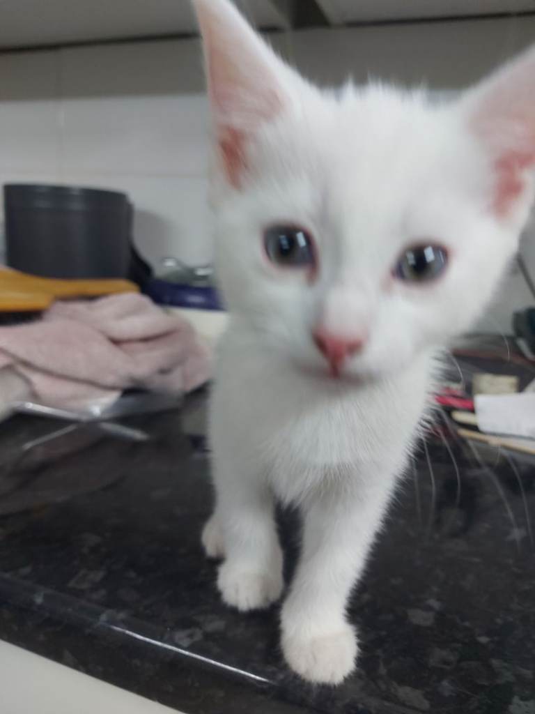 Kittens 😸 