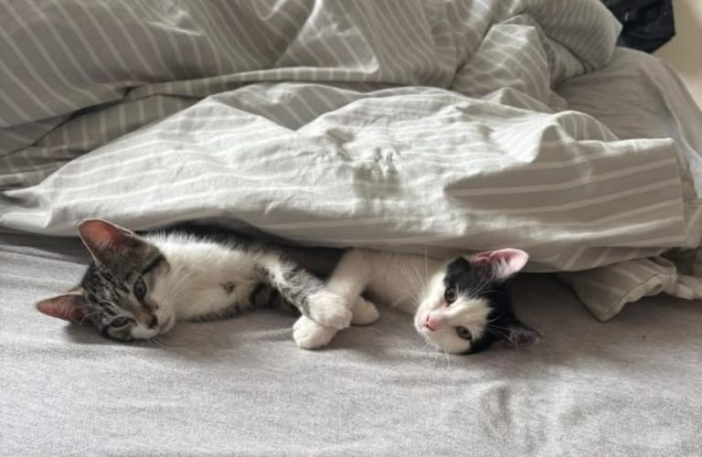 2 male kittens 8 months old 