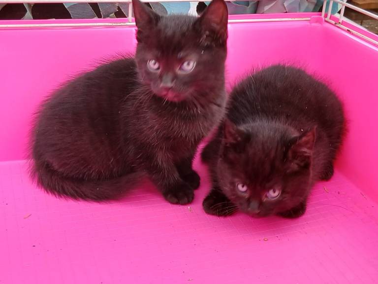 Adorable kittens ready for a new loving home